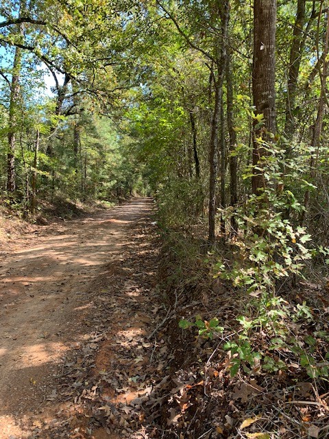 Trail Pic