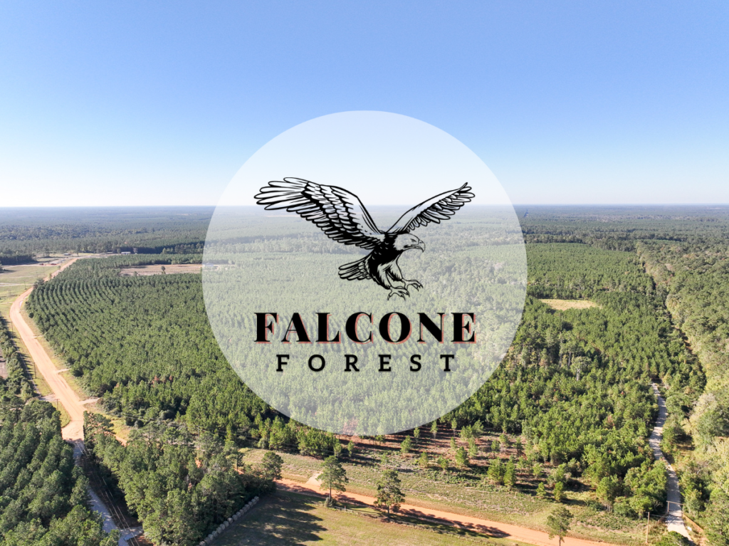 Falcone Forest - Key Photo