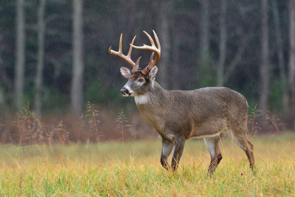 Texas hunting opportunities