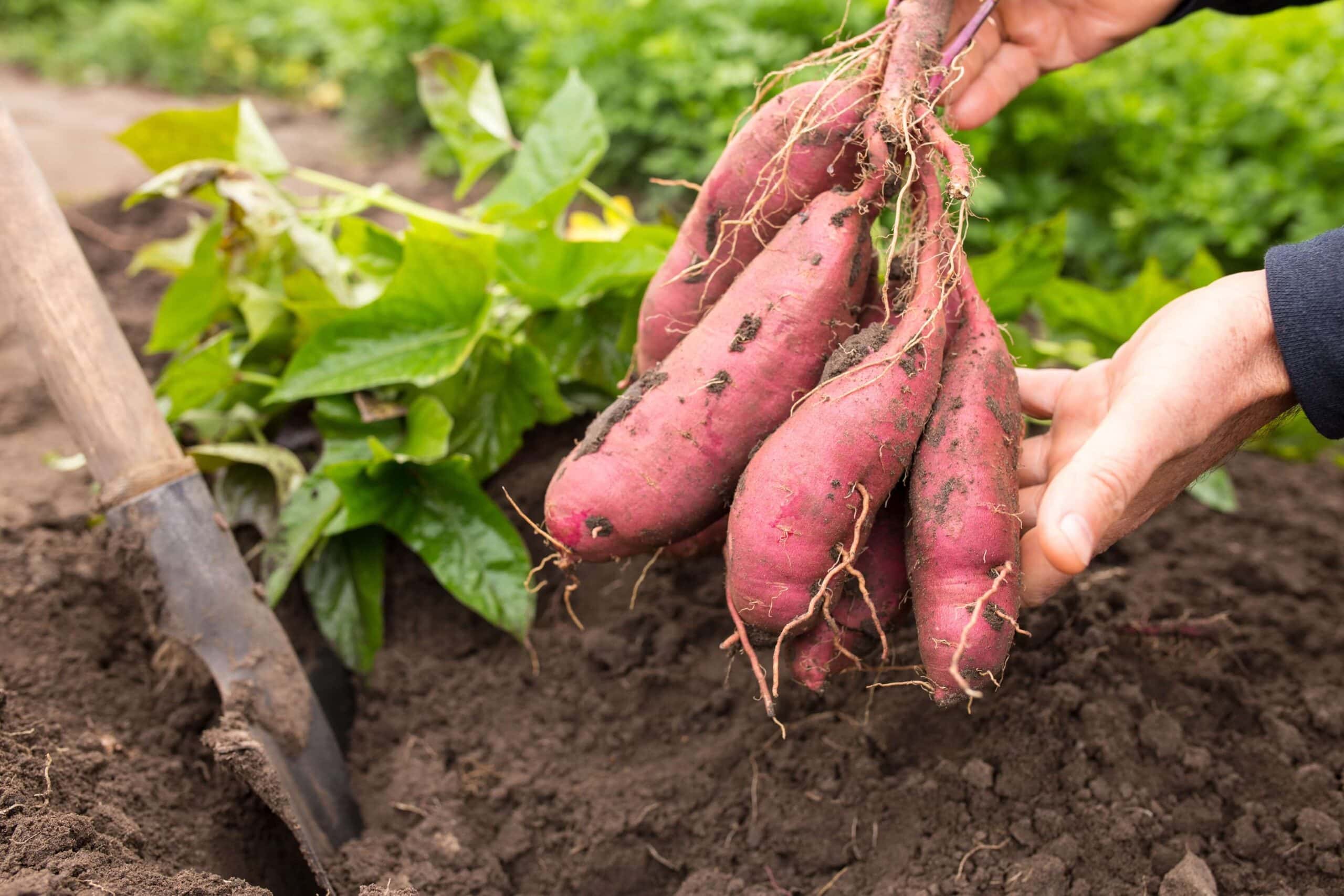 best-vegetables-east-texas