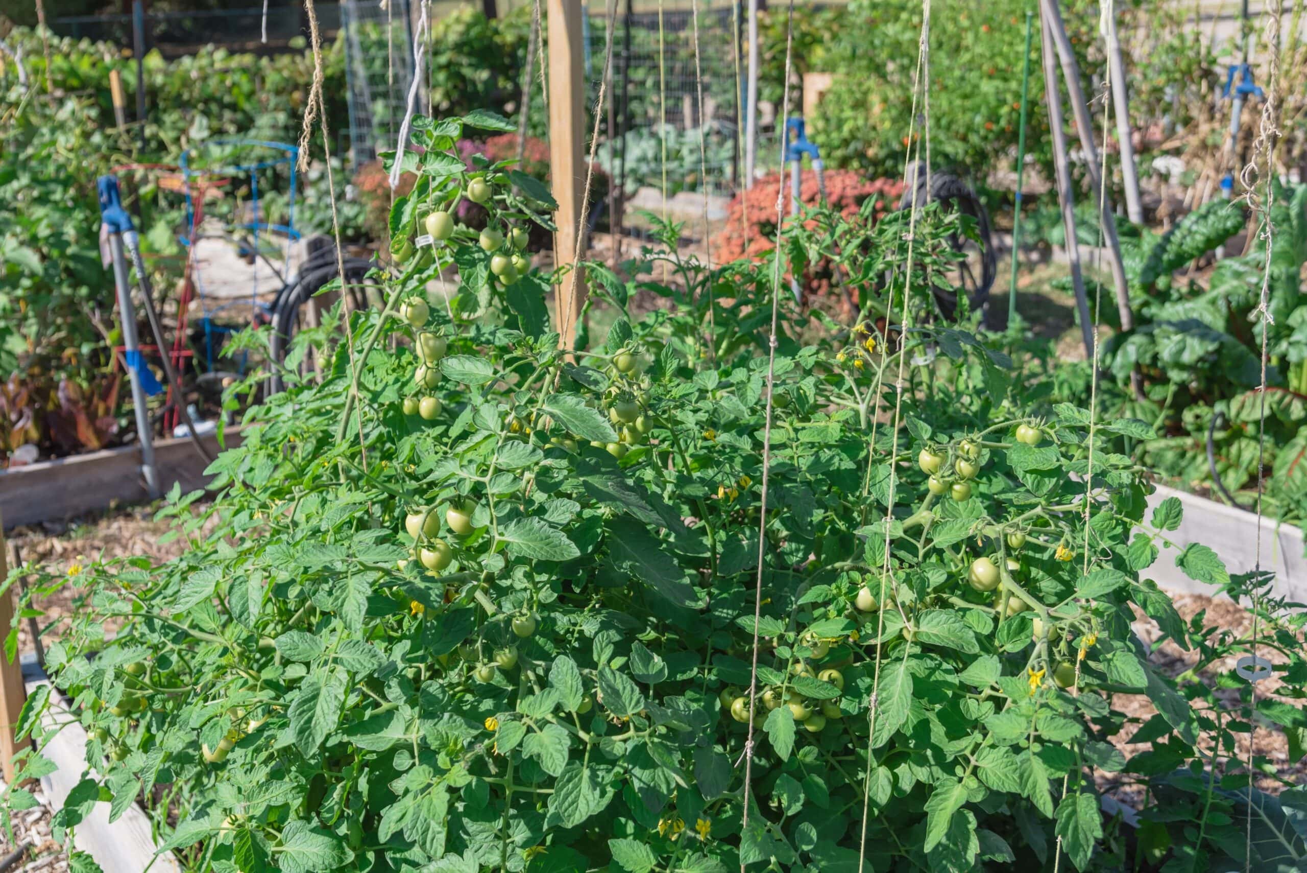 East Texas gardening
