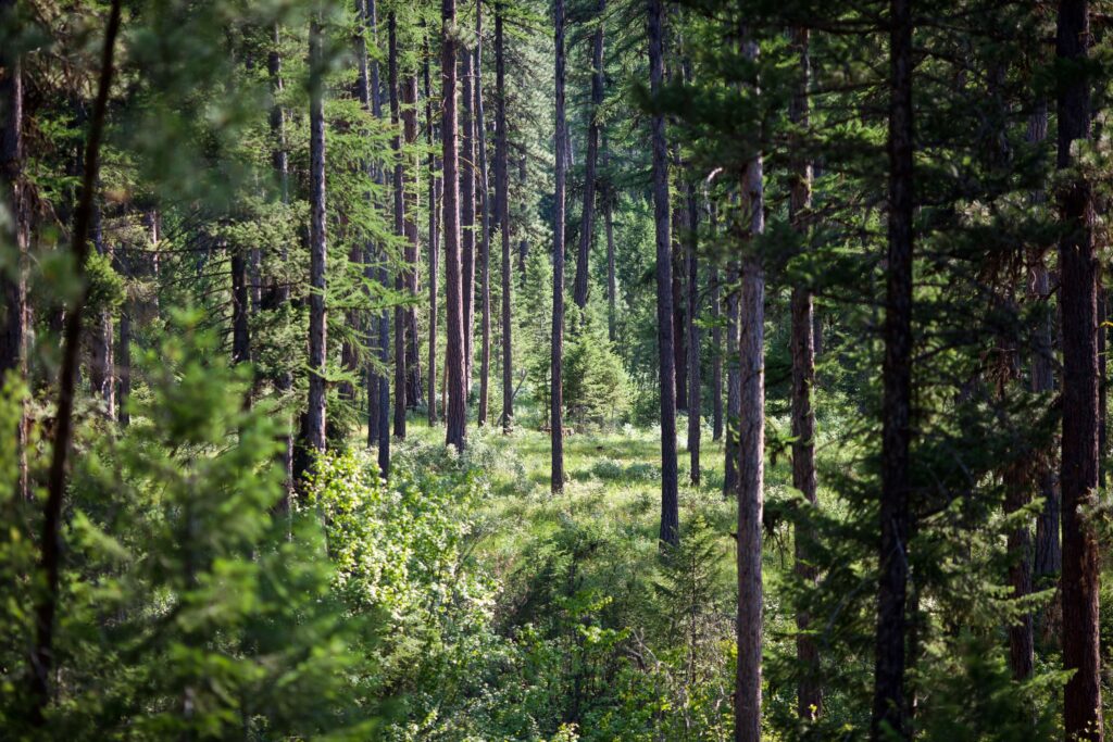 The East Texas Piney Woods Nature’s Living Heartbeat