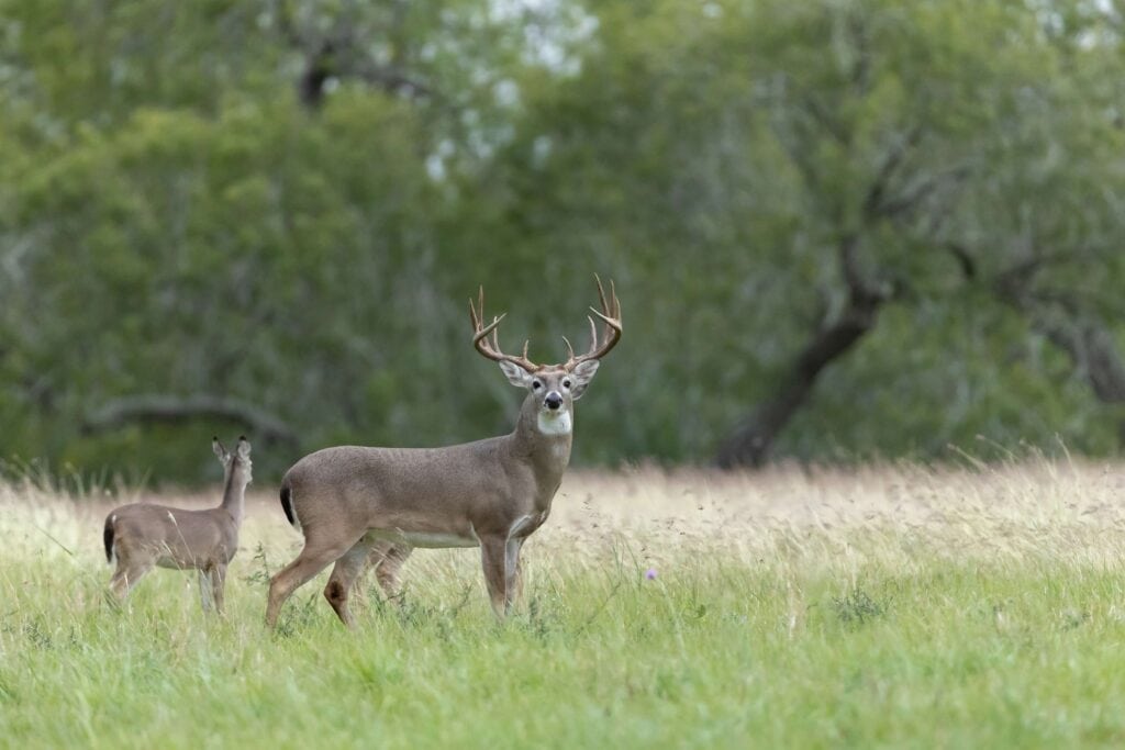 East Texas Hunting Season Guide by Species and Region