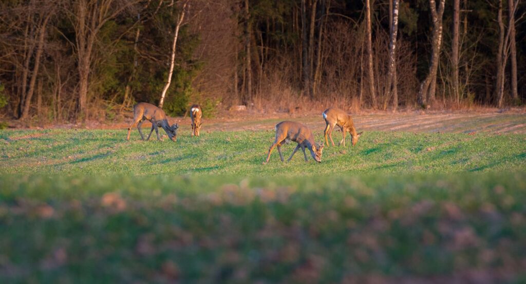 Supplemental Deer Feed for Texas Whitetail Herds After the Rut and Through Summer