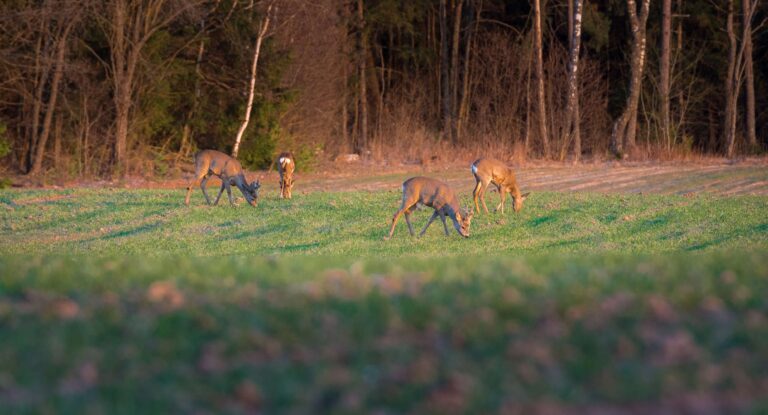 Supplemental Deer Feed for Texas Whitetail Herds After the Rut and Through Summer