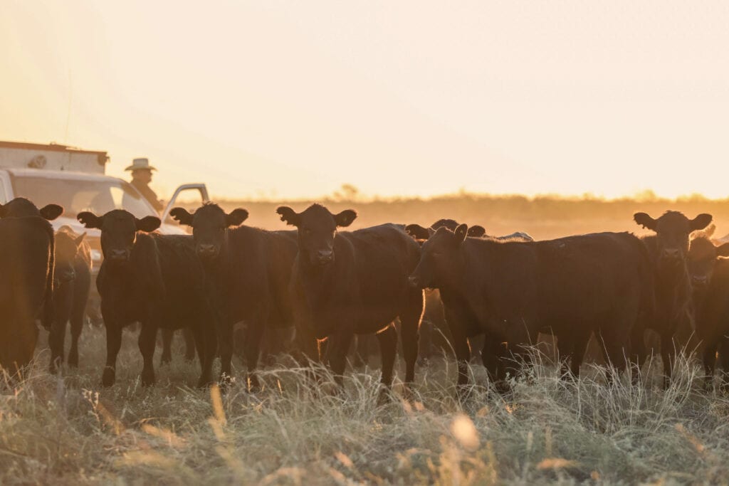 What Texas Residents Should Know About Screwworm
